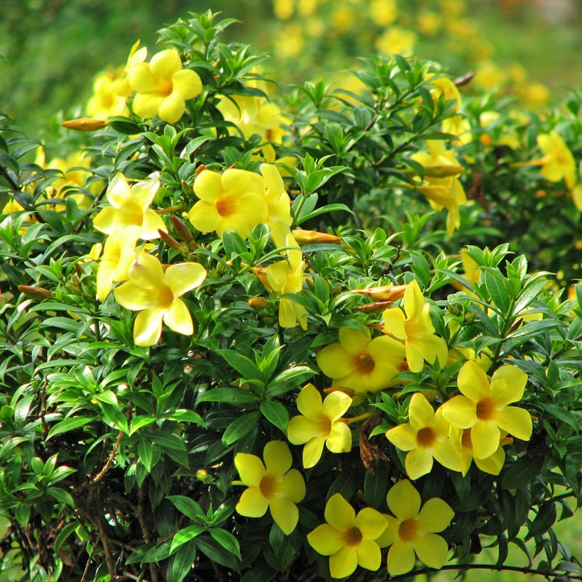 Allamanda cathartica - GoldtrompeteTrompette d'or (Blüte)