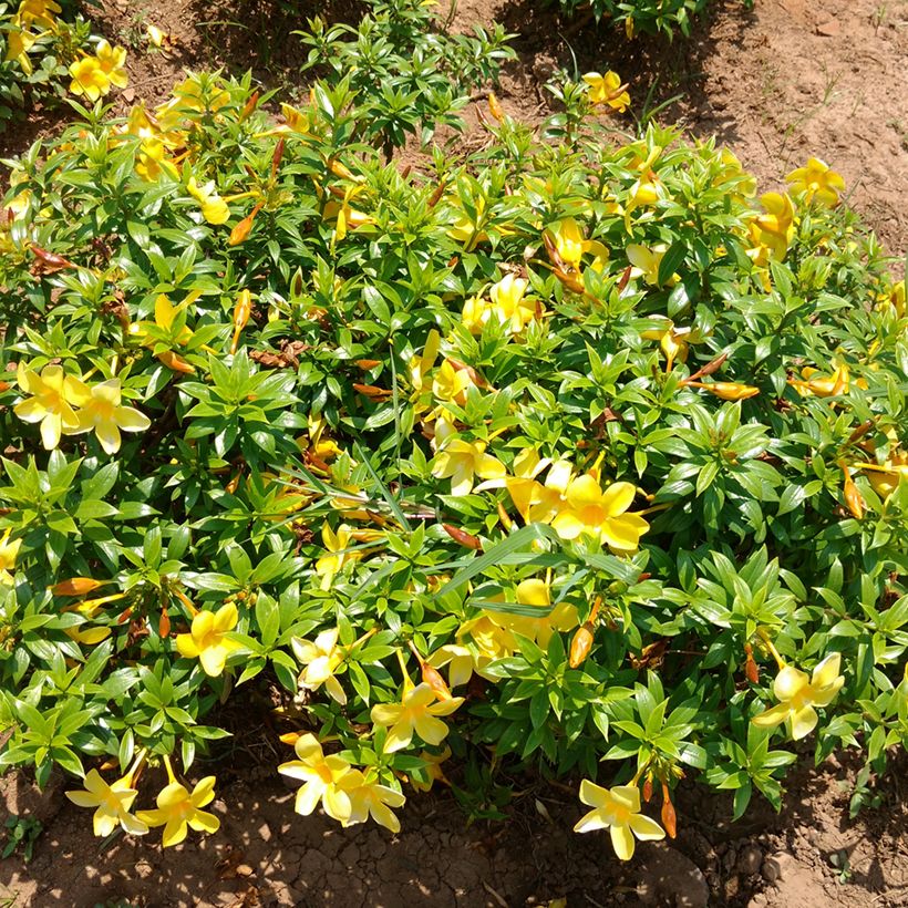 Allamanda cathartica - GoldtrompeteTrompette d'or (Wuchs)