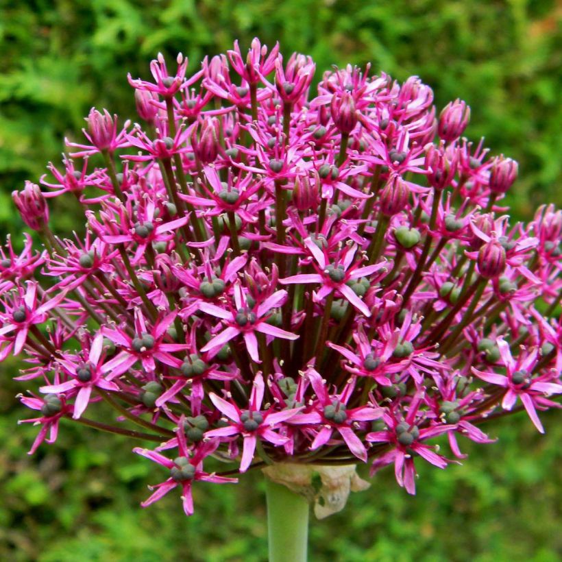 Allium Miami - Zierlauch (Flowering)