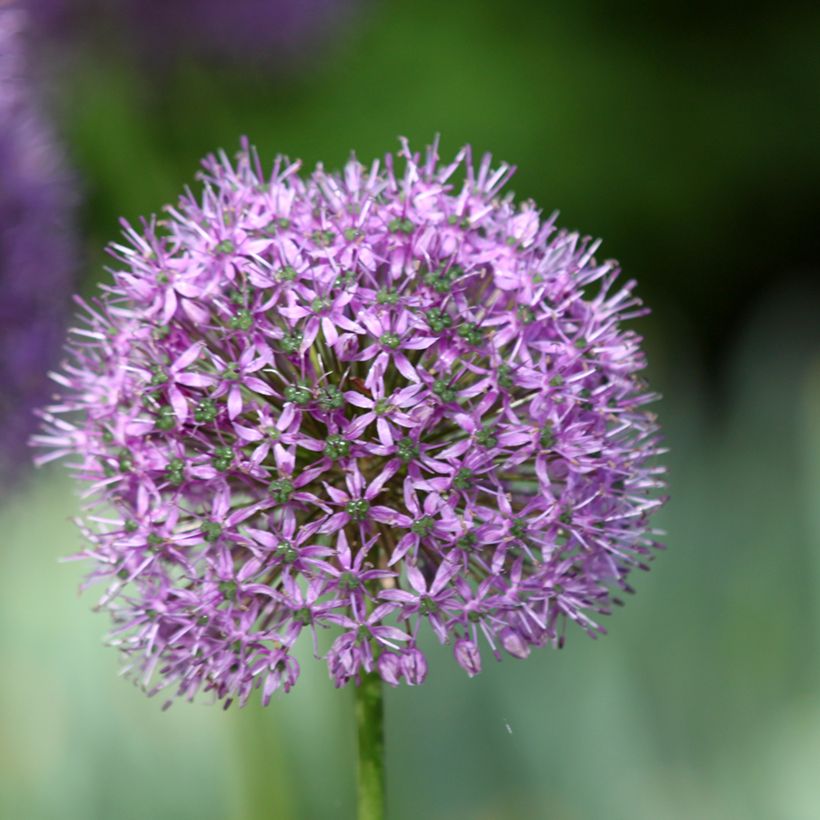 Allium Statos - Zierlauch (Flowering)