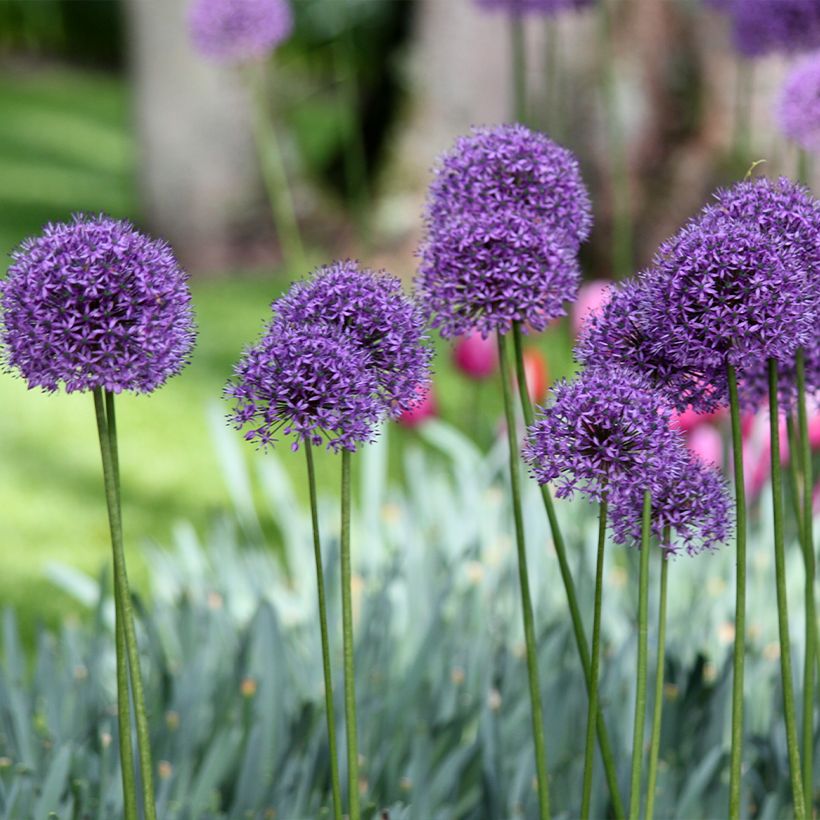 Allium Statos - Zierlauch (Plant habit)