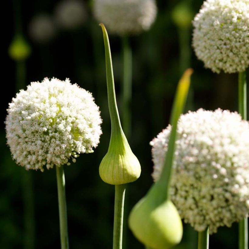 Allium ampeloprasum White Cloud - Sommerknoblauch (Flowering)