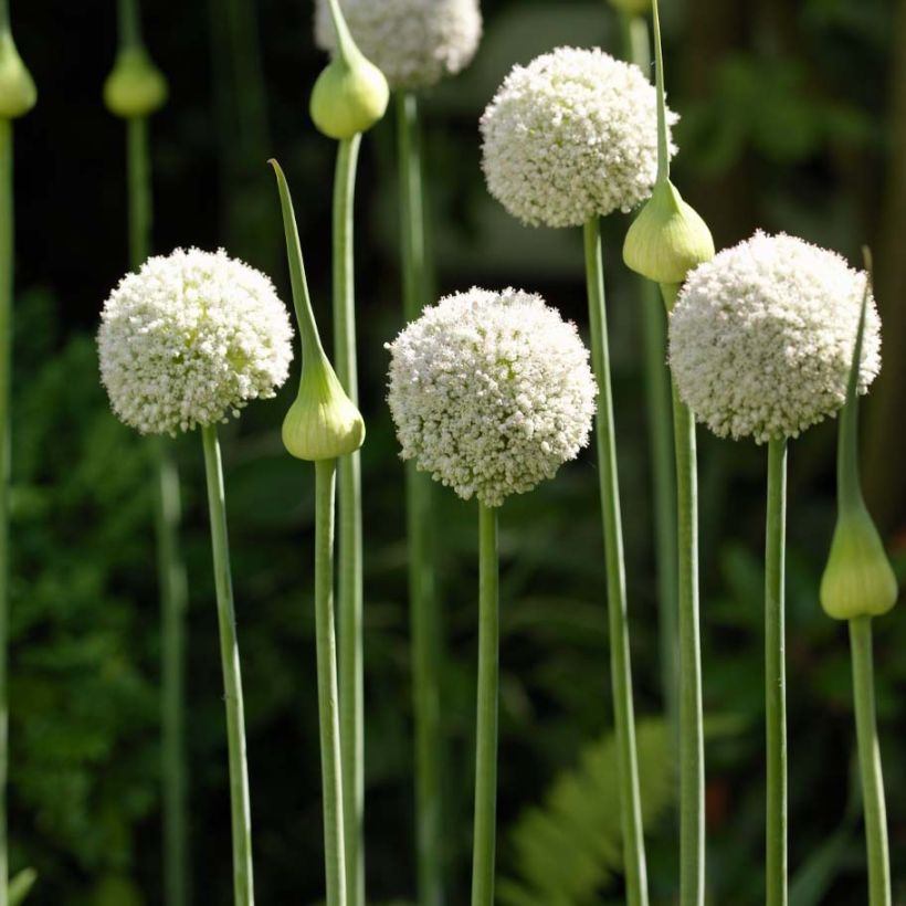 Allium ampeloprasum White Cloud - Sommerknoblauch (Plant habit)