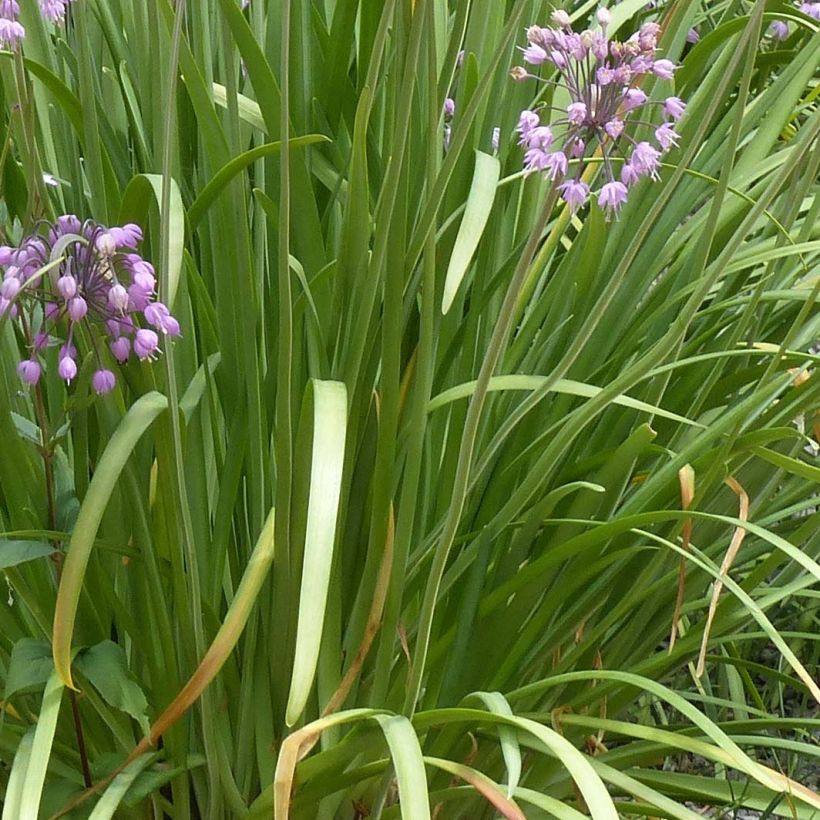 Allium cernuum - Nickenden Lauch (Foliage)