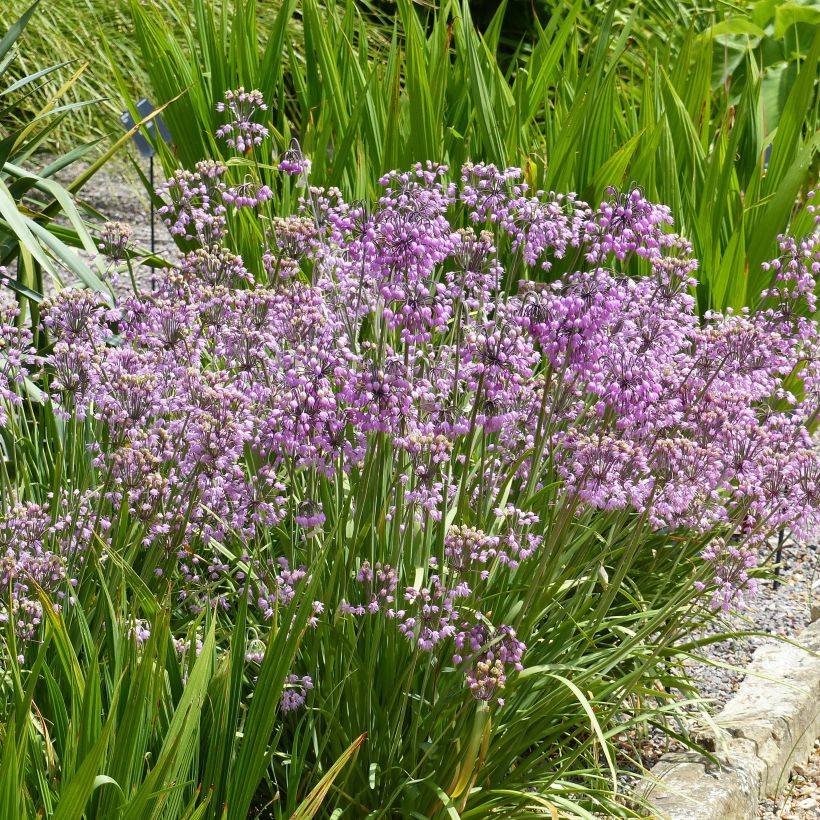 Allium cernuum - Nickenden Lauch (Plant habit)