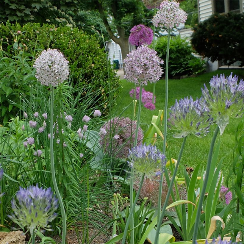 Allium decipiens - Zierlauch (Wuchs)