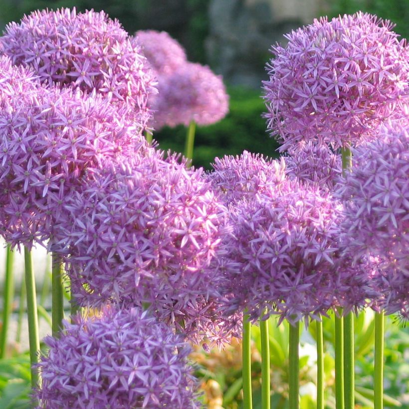 Allium rosenbachianum - Zierlauch (Wuchs)