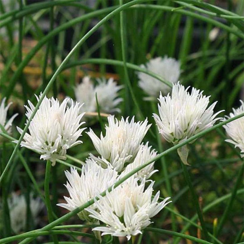 Schnittlauch Corsican White - Allium schoenoprasum (Blüte)