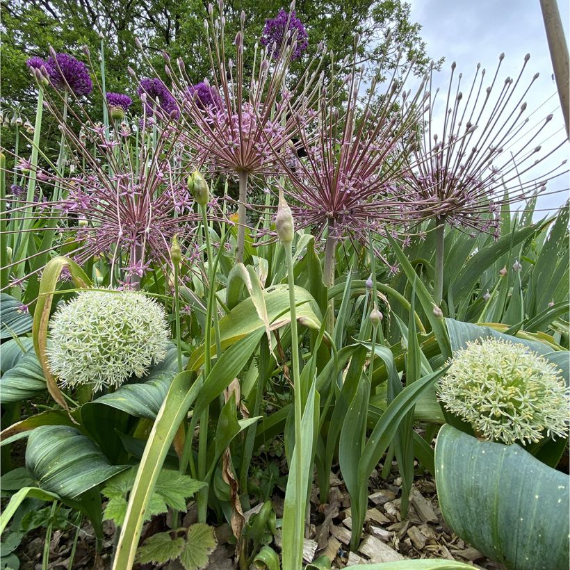 Allium schubertii - Schuberts Lauch (Plant habit)