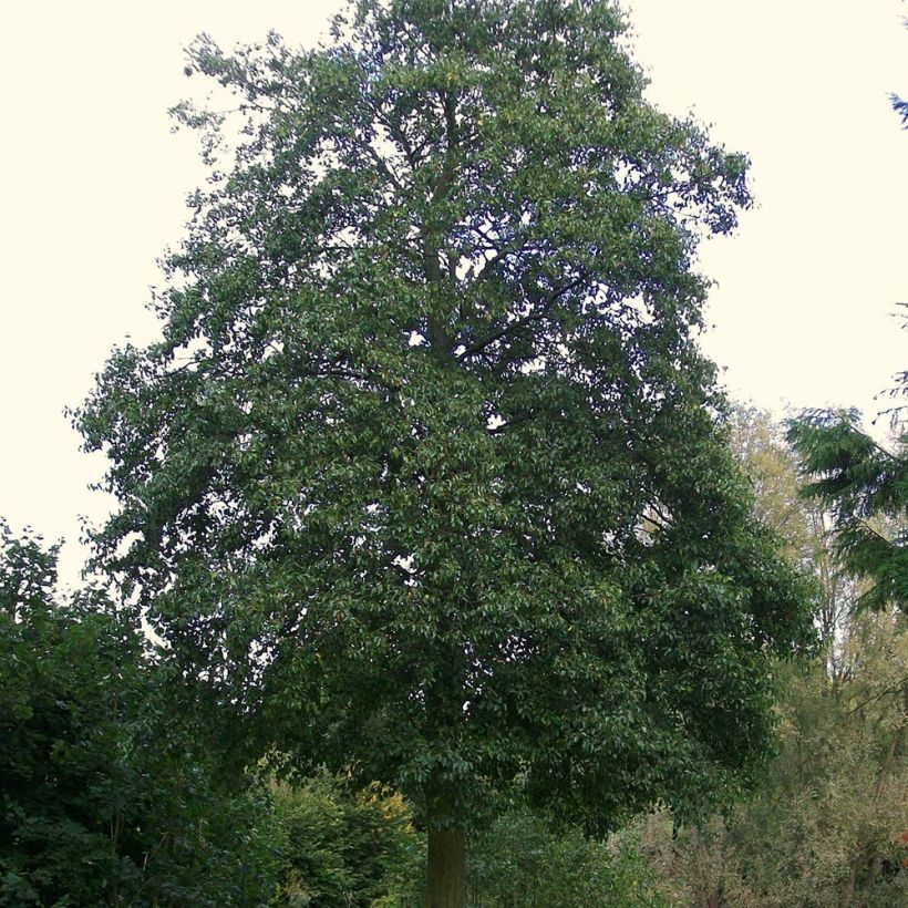 Alnus cordata - Italienische Erle (Wuchs)