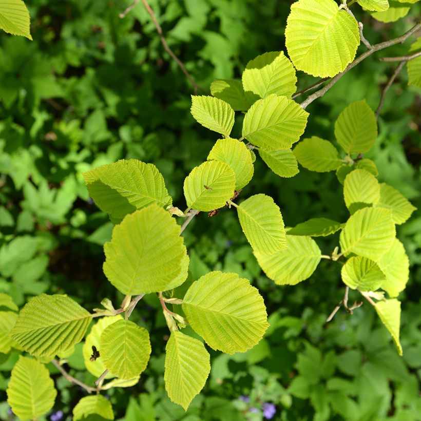 Alnus glutinosa Aurea - Schwarz-Erle (Foliage)