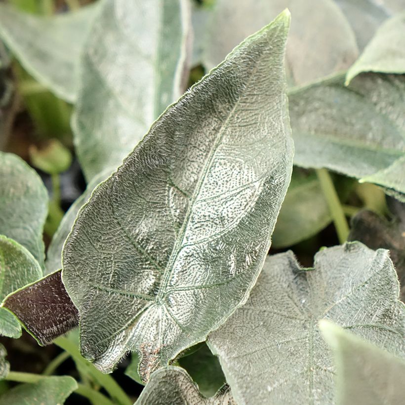 Alocasia Antoro Velvet - Pfeilblattphant (Laub)