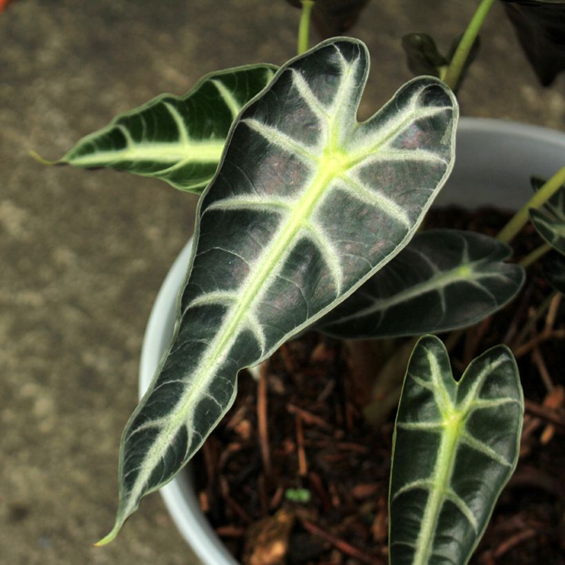 Alocasia Bambino - Pfeilblatt (Laub)