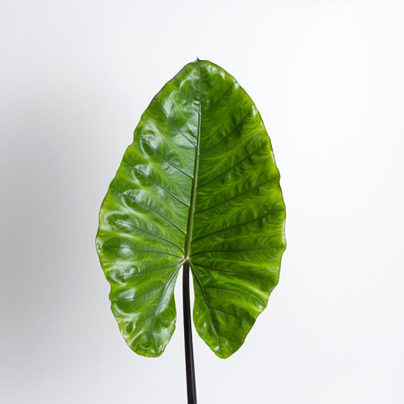 Alocasia Black Stem - Pfeilblatt (Laub)