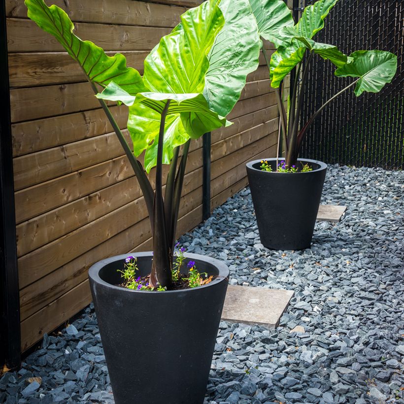 Alocasia Black Stem - Pfeilblatt (Wuchs)