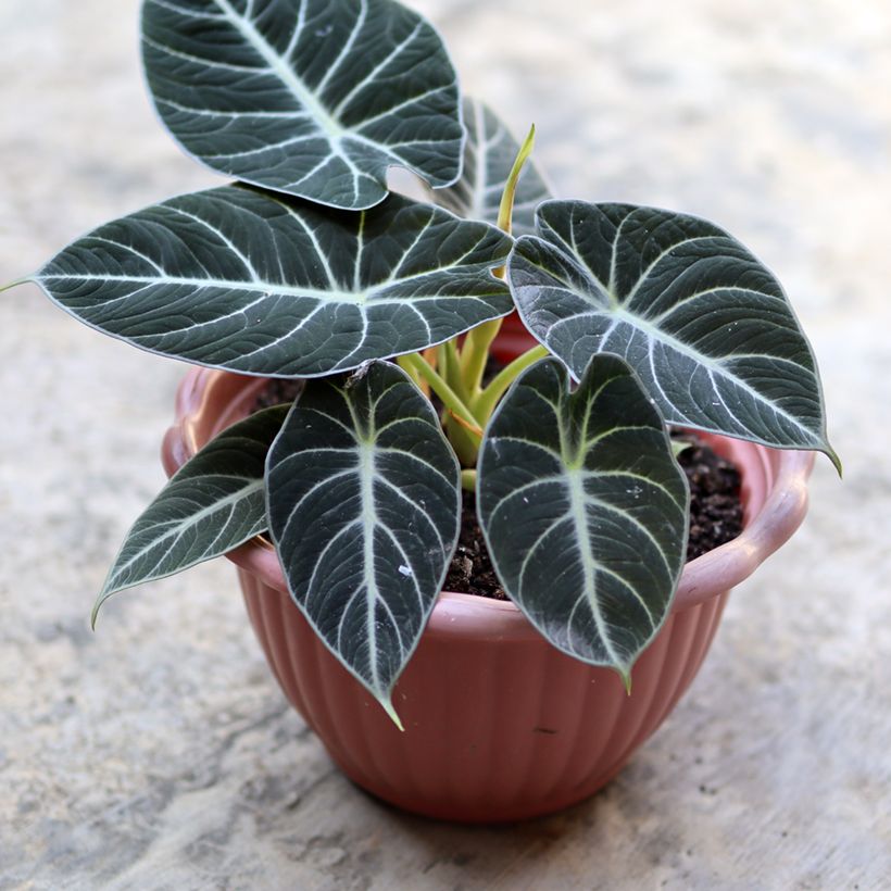 Alocasia Black Velvet - Pfeilblatt (Laub)