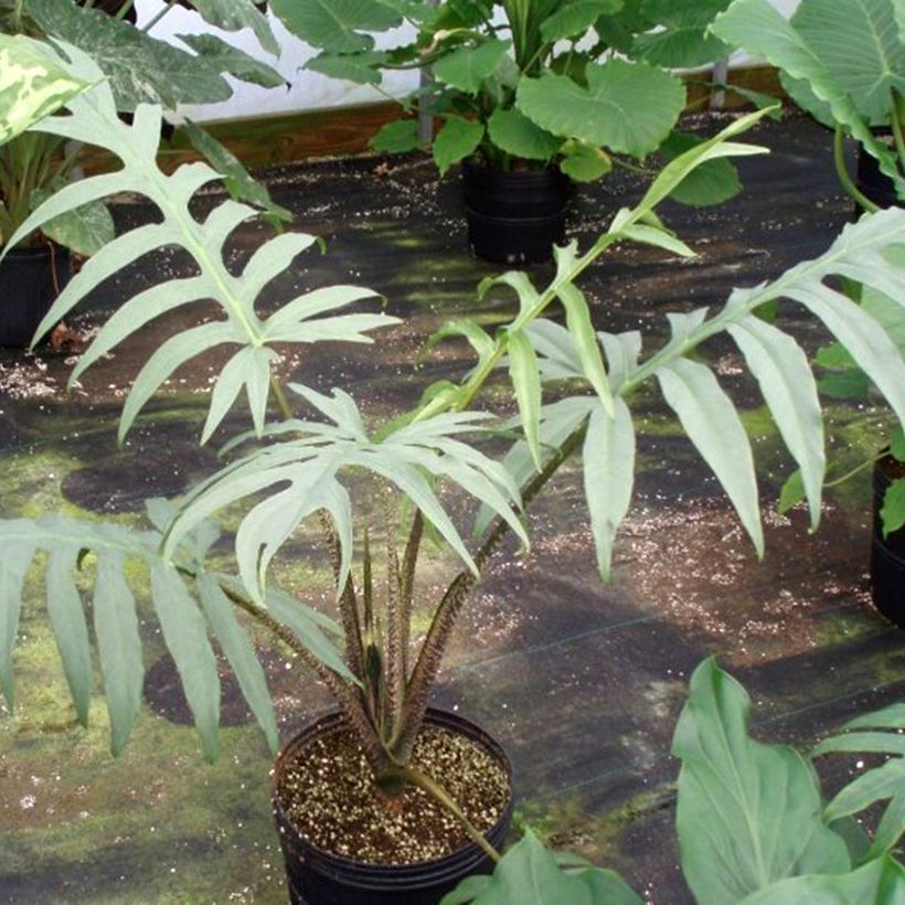 Alocasia brancifolia - Pfeilblatt (Wuchs)