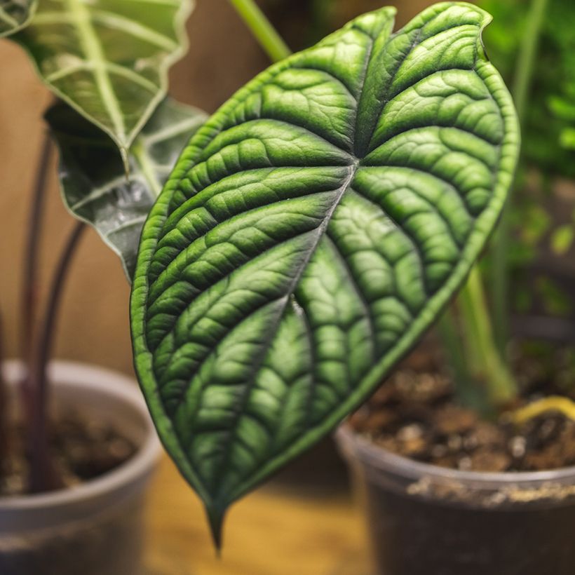 Alocasia Dragon Scale - Pfeilblatt (Laub)