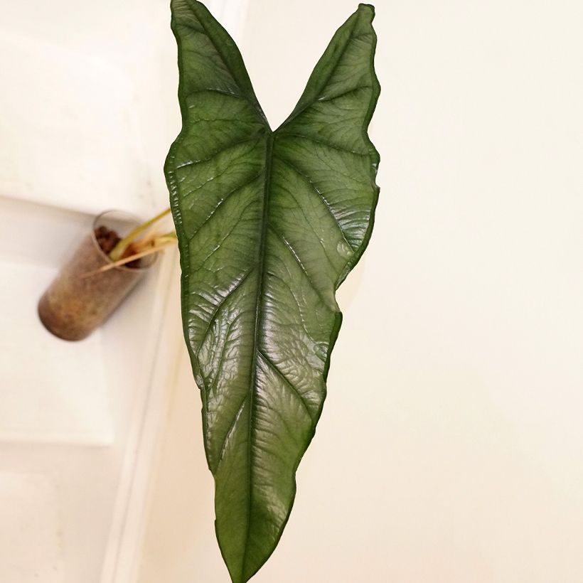 Alocasia Dragon's Breath - Pfeilblatt (Laub)