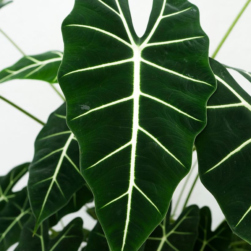 Alocasia Frydek - Pfeilblatt (Foliage)