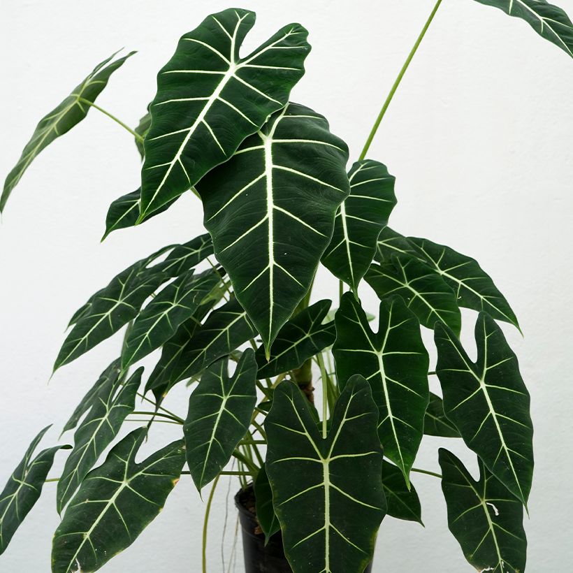 Alocasia Frydek - Pfeilblatt (Plant habit)