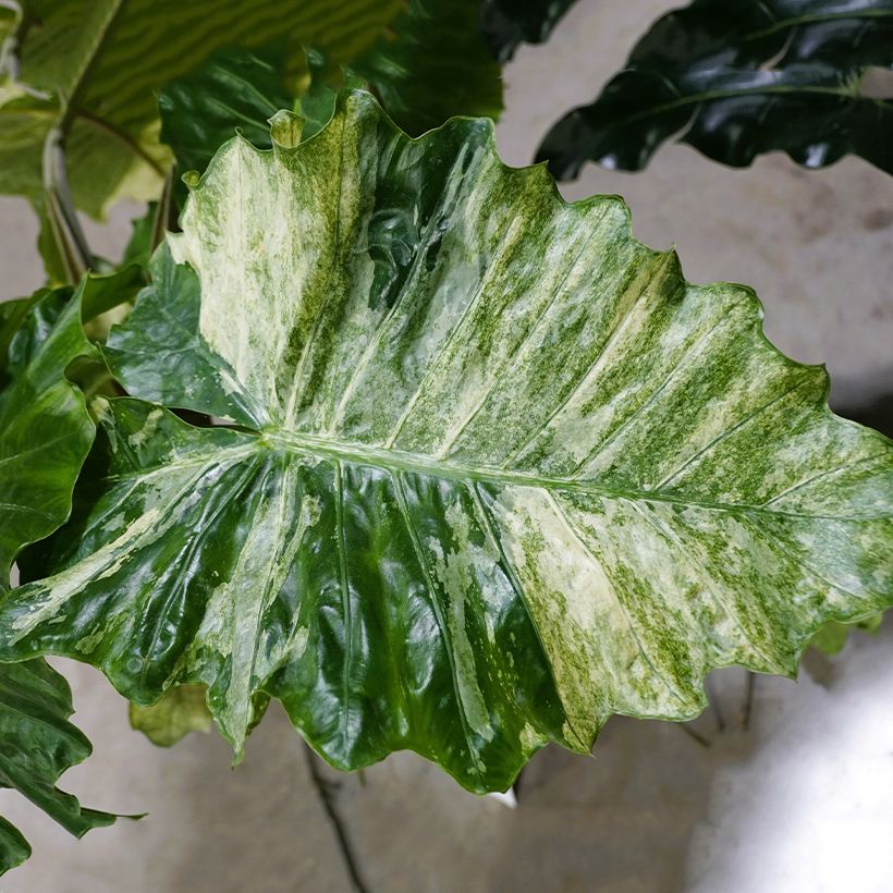 Alocasia Hualong - Pfeilblatt (Laub)