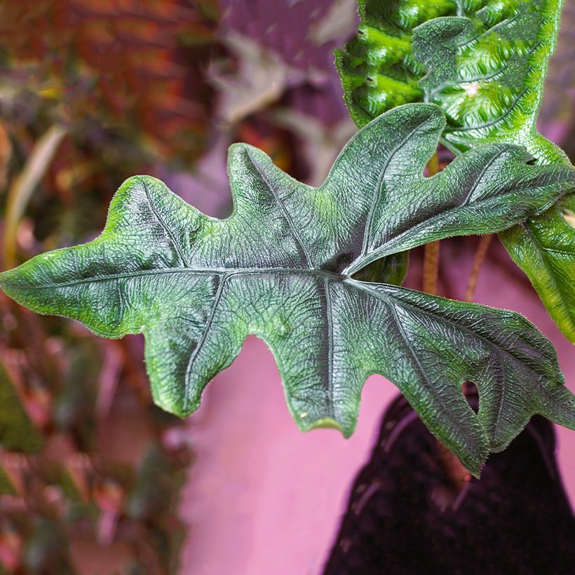 Alocasia Jacklyn - Pfeilblatt (Laub)
