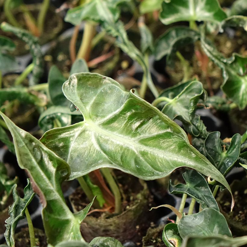 Alocasia Loco - Pfeilblatt (Laub)