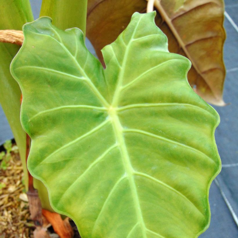 Alocasia Mayan mask - Pfeilblatt (Laub)