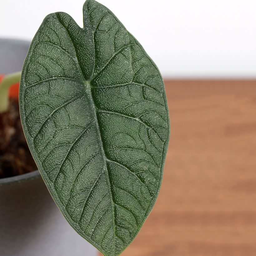 Alocasia melo - Pfeilblatt (Laub)