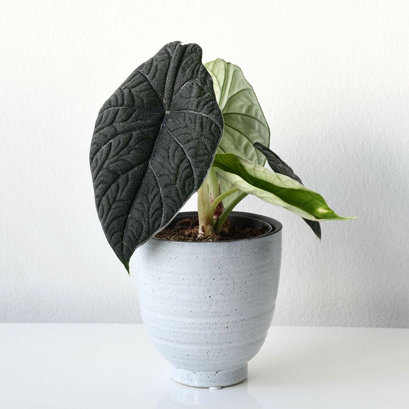 Alocasia melo - Pfeilblatt (Wuchs)