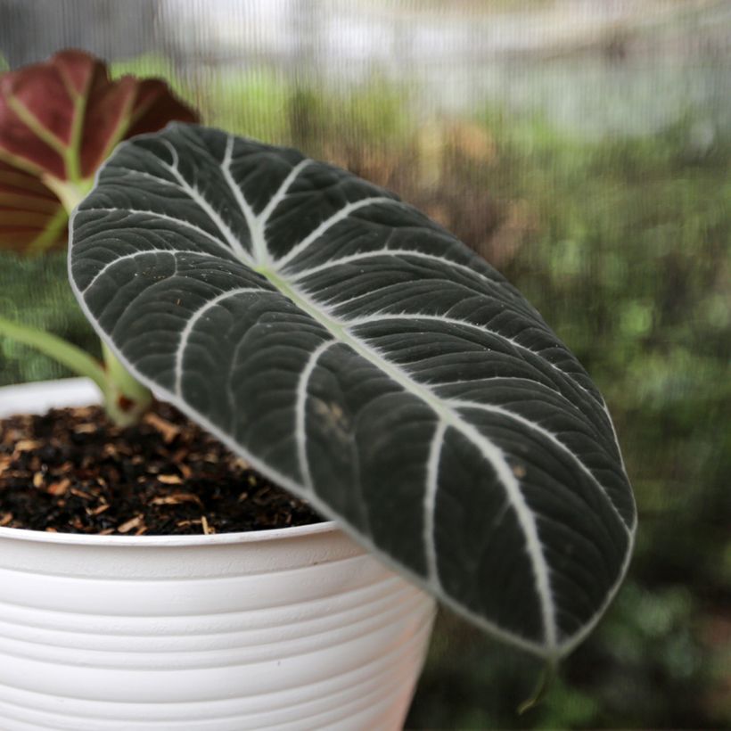Alocasia Ninja - Pfeilblatt (Laub)