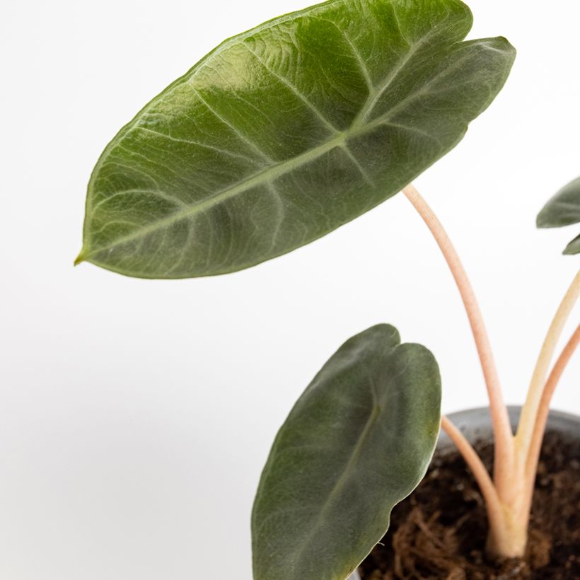 Alocasia Pink Dragon - Pfeilblatt (Laub)