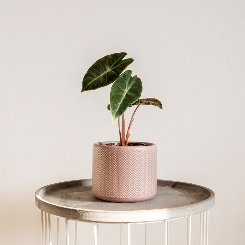 Alocasia Pink Dragon - Pfeilblatt (Wuchs)