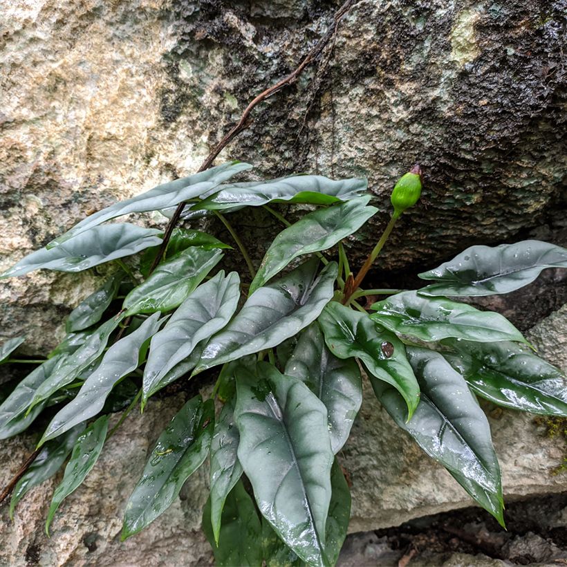 Alocasia reversa - Pfeilblatt (Wuchs)