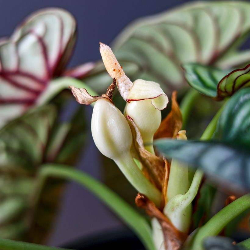Alocasia Silver Dragon - Pfeilblatt (Blüte)