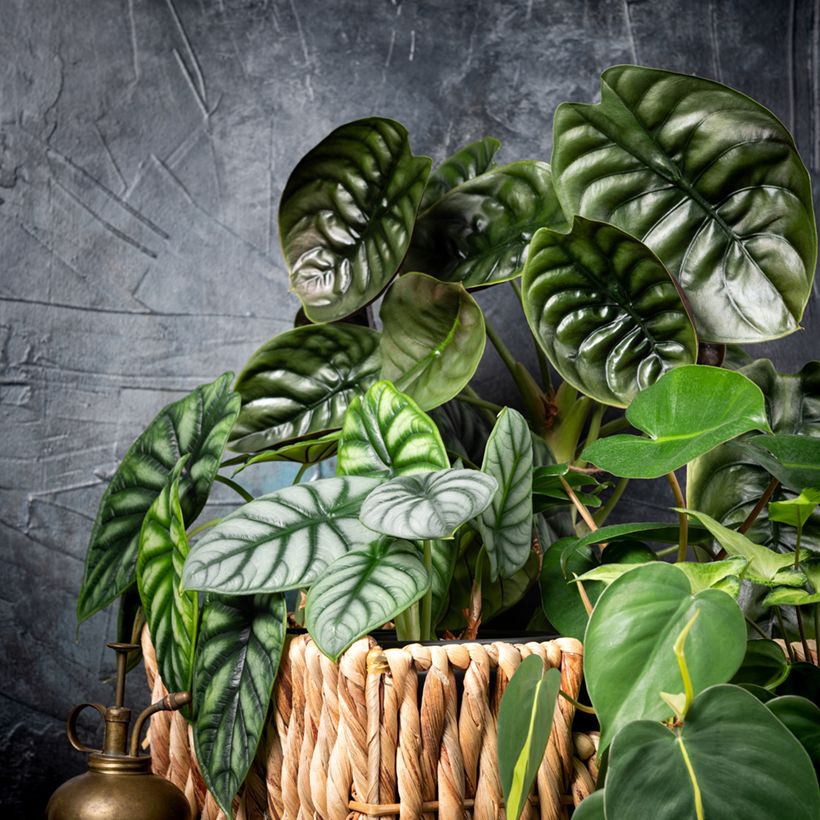 Alocasia Silver Dragon - Pfeilblatt (Wuchs)