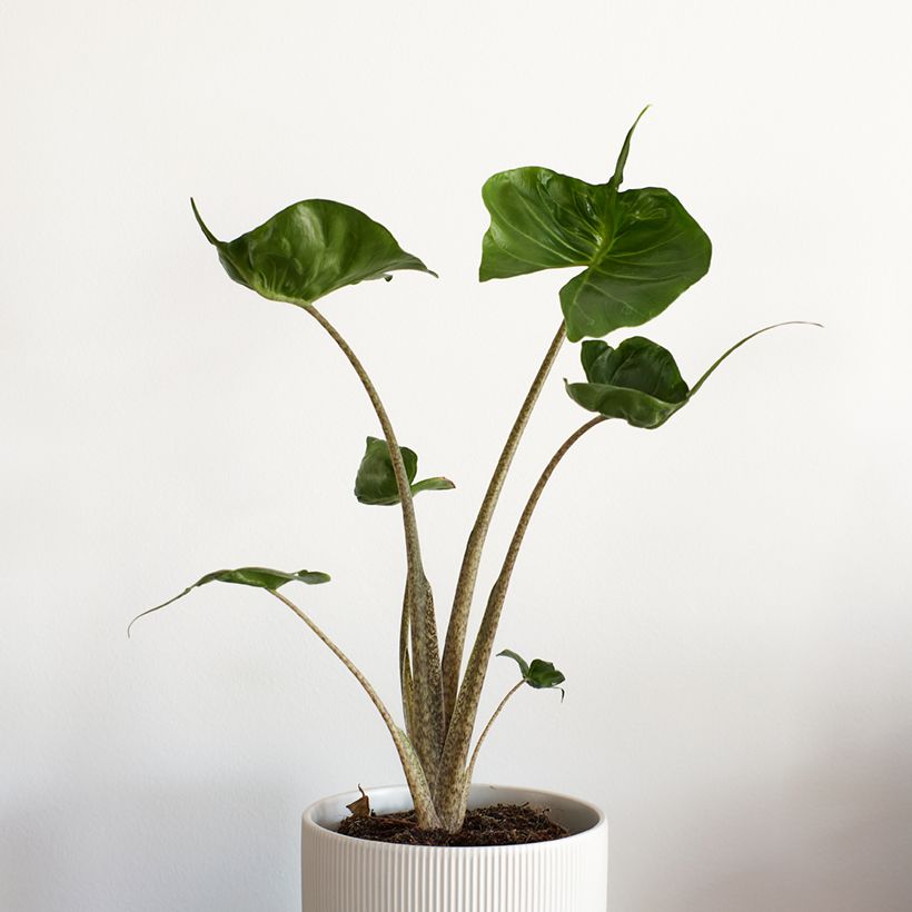 Alocasia Stingray - Pfeilblatt (Wuchs)