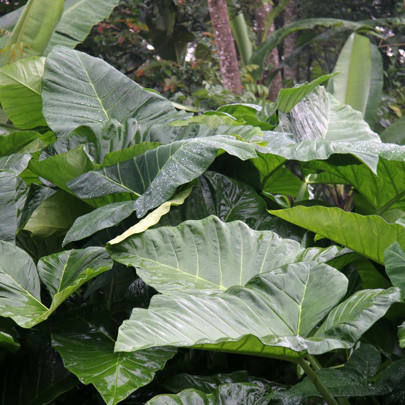 Alocasia Sumo - Pfeilblatt (Laub)