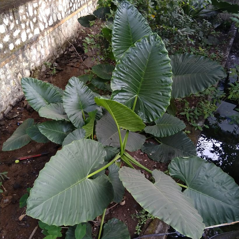 Alocasia Sumo - Pfeilblatt (Wuchs)