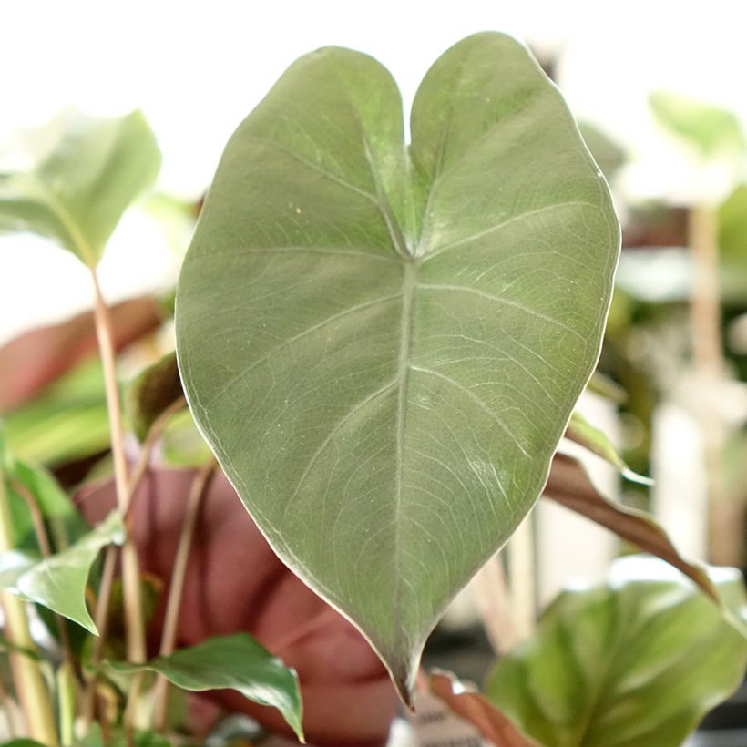 Alocasia Yucatan Princess - Pfeilblatt (Laub)