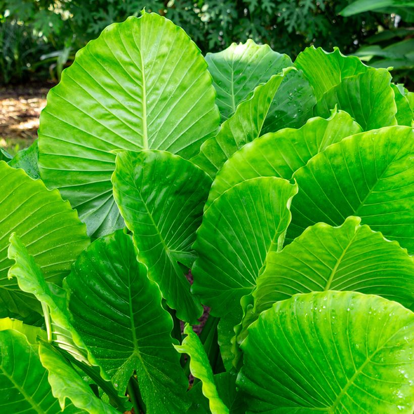 Alocasia California - Pfeilblatt (Laub)