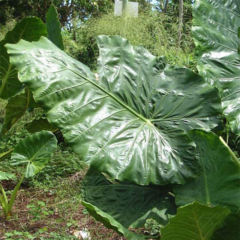 Alocasia macrorrhizos - Pfeilblatt (Laub)