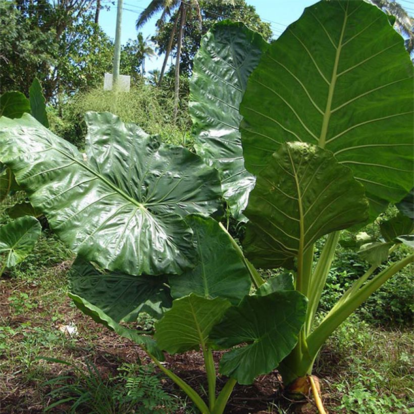 Alocasia macrorrhizos - Pfeilblatt (Wuchs)