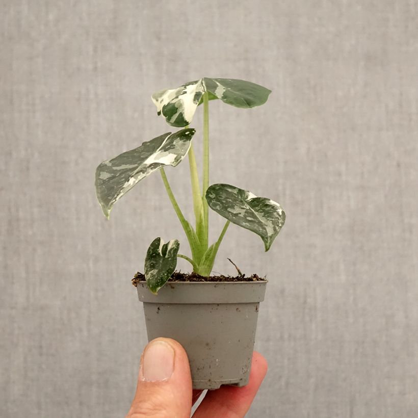 Exemplar von Alocasia Frydek Variegata - Pfeilblatt Mini-Pflanze wie im Frühjahr geliefert