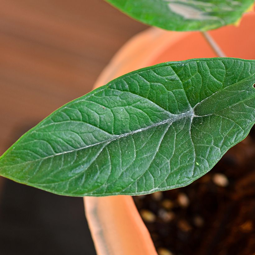Alocasia scalprum - Pfeilblatt (Foliage)