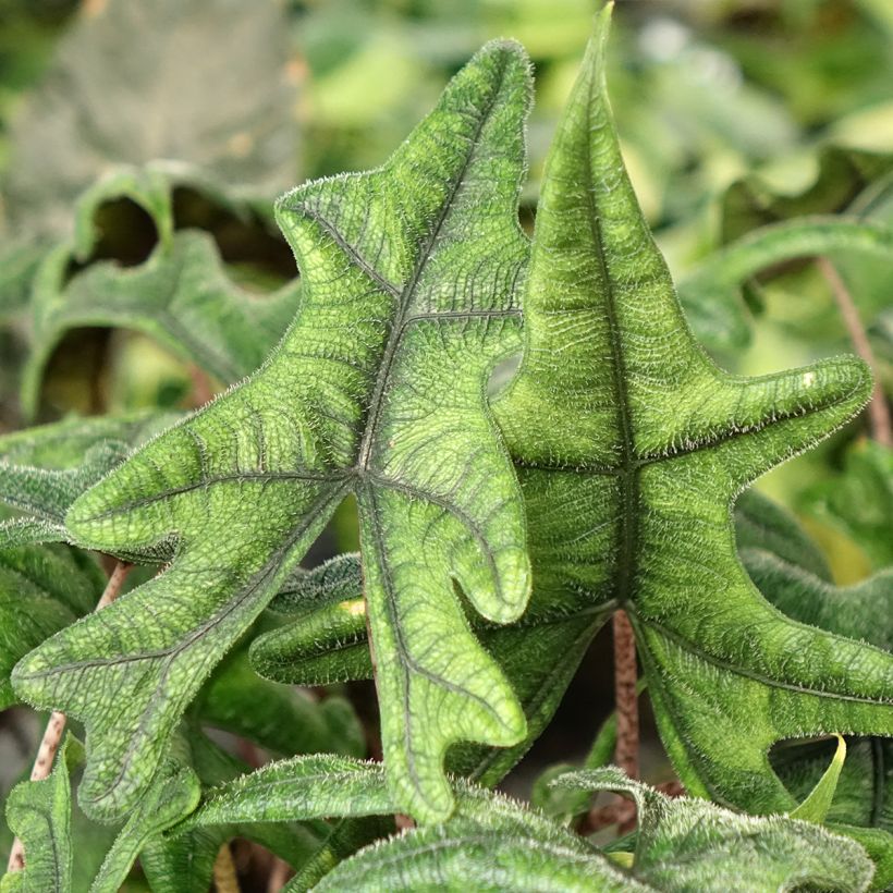 Alocasia Jacklyn - Pfeilblatt (Laub)