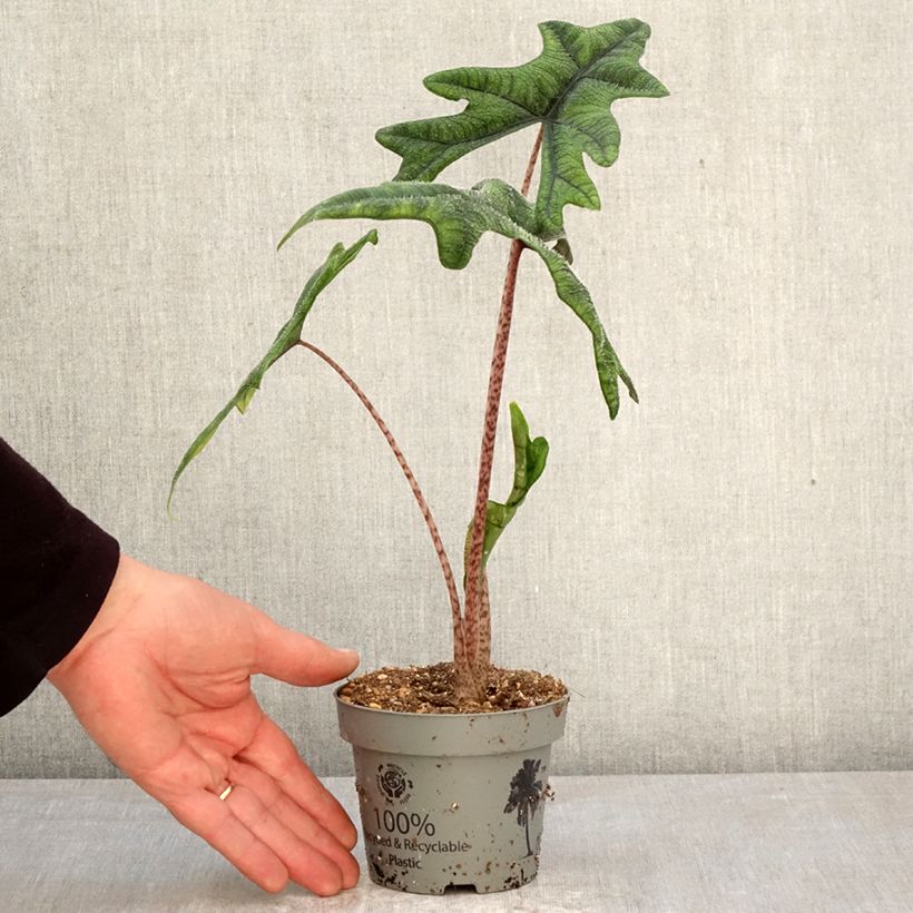 Exemplar von Alocasia Jacklyn - Pfeilblatt Topf 12 cm / 13 cm wie im Frühjahr geliefert