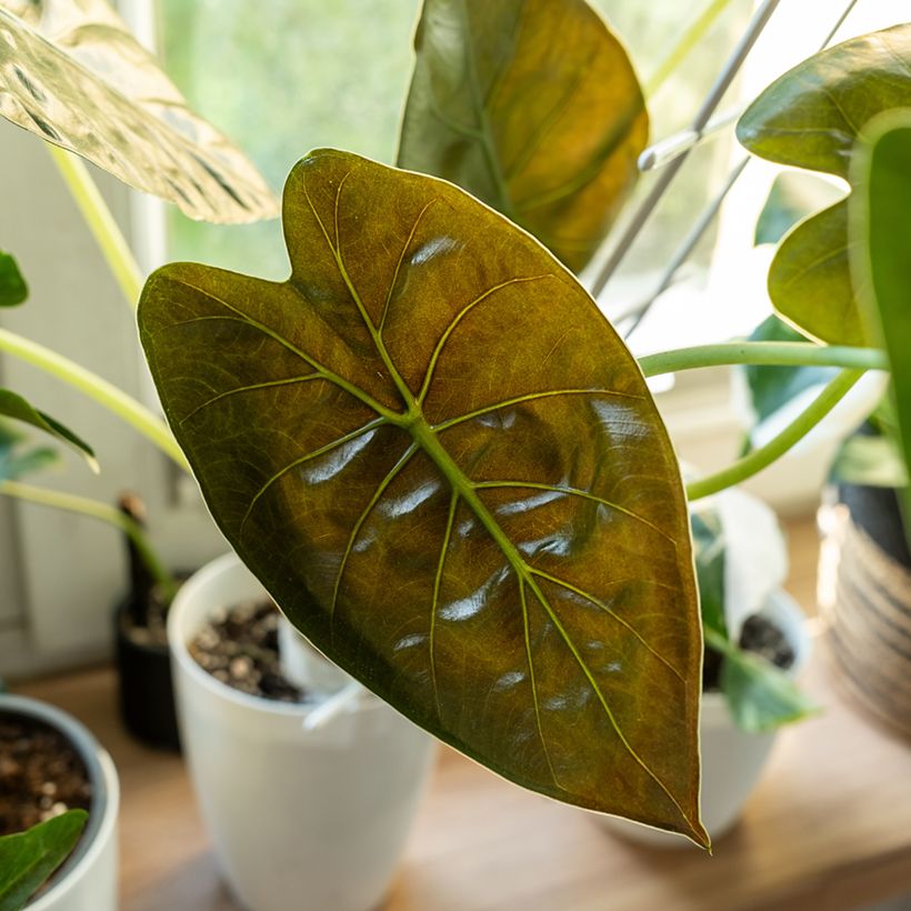 Alocasia wentii - Pfeilblatt (Laub)