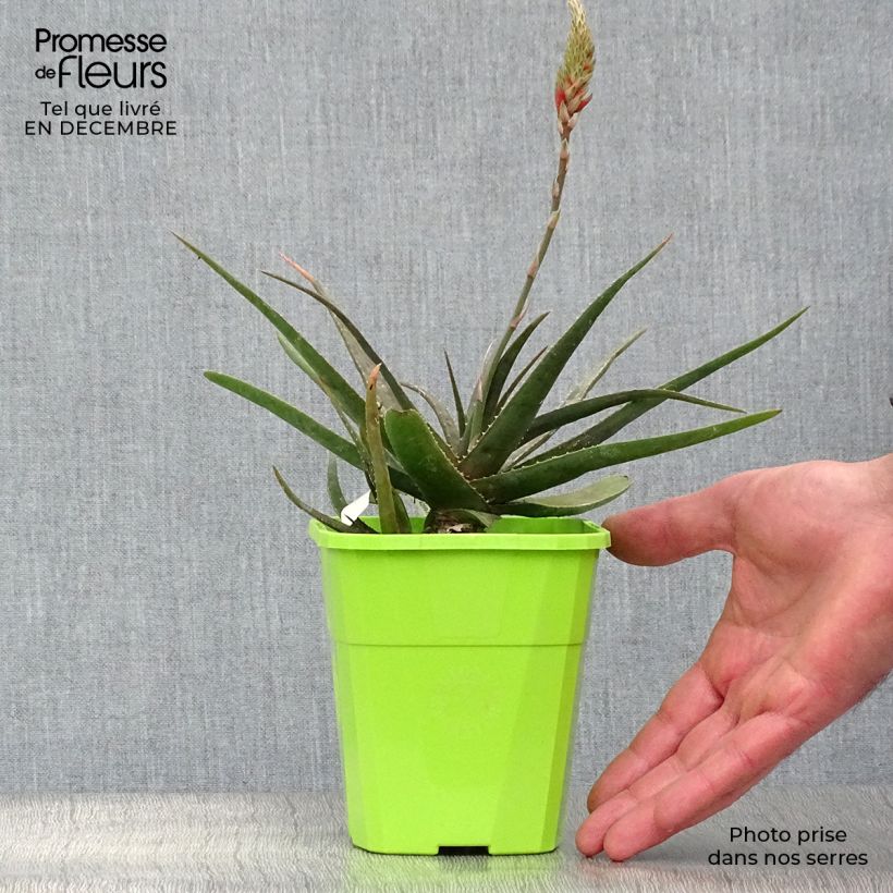 Exemplar von Aloe Safari Sunrise Topf mit 2L/3L wie im Winter geliefert
